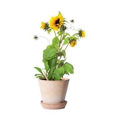 Sproutworld ongeslepen potlood met zaadjes en headercard - Houtbruin