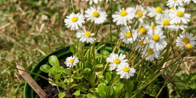 Sproutworld ongeslepen potlood met zaadjes en headercard - Houtbruin