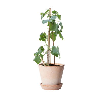 Sproutworld ongeslepen potlood met zaadjes en headercard - Houtbruin